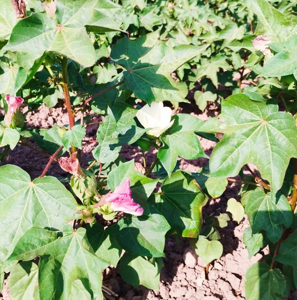 CUESTIONARIO DE PARTICIPACIÓN SOBRE EL APROVECHAMIENTO DEL CULTIVO DEL ALGARROBO EN TERRENOS DE TITULARIDAD PRIVADA