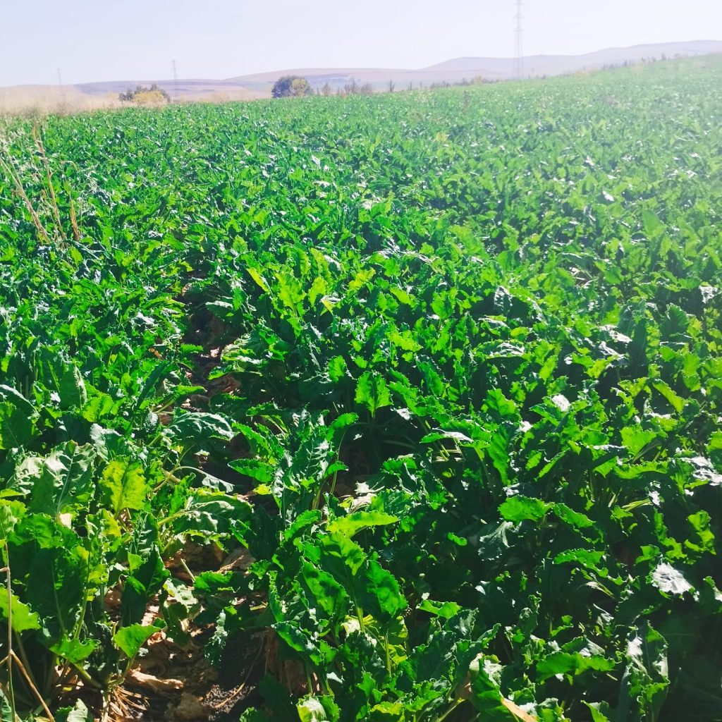 Imagen INCIDENCIAS: PLAGAS Y ENFERMEDADES