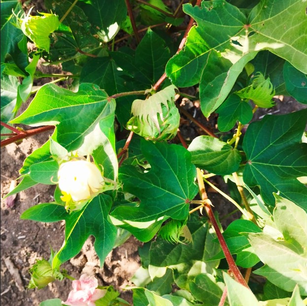 ESTADO FENOLÓGICO CULTIVO