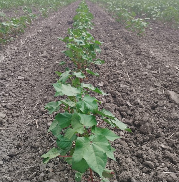 ESTADO FENOLÓGICO CULTIVO