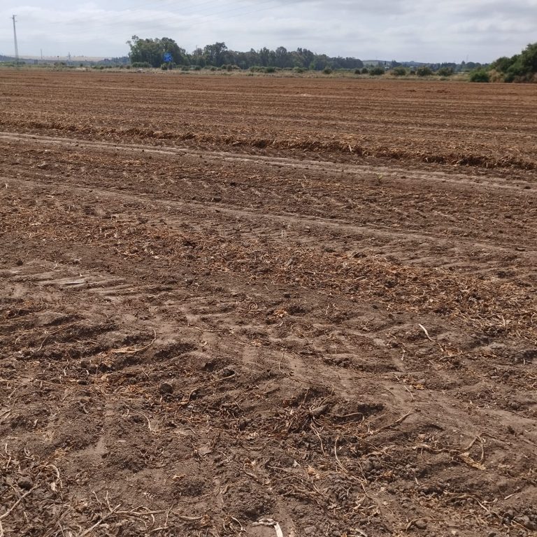 ESTADO FENOLÓGICO CULTIVO