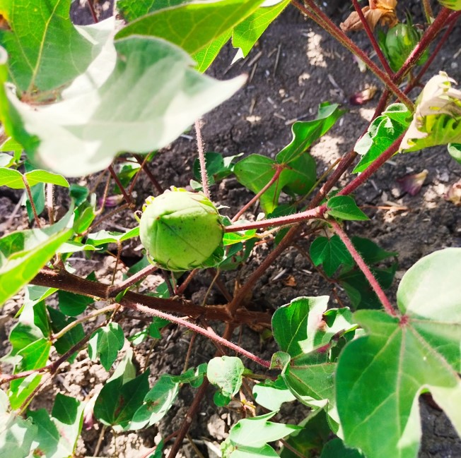 ESTADO FENOLÓGICO CULTIVO