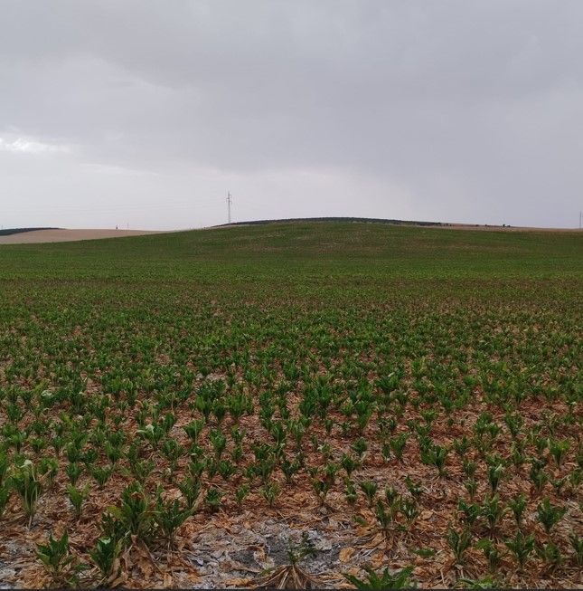 ESTADO FENOLÓGICO CULTIVO