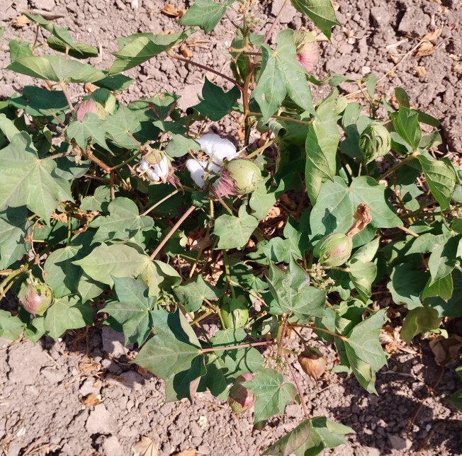 ESTADO FENOLÓGICO CULTIVO