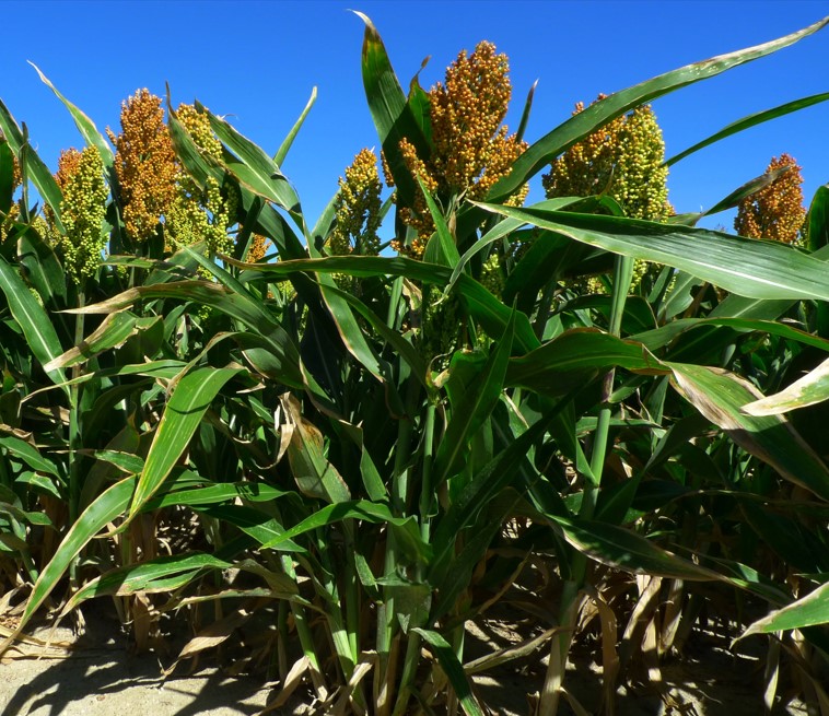AGRICULTURA