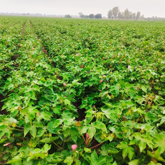 PUBLICADO IMPORTE PROVISIONAL PAGO ESPECÍFICO AL CULTIVO DEL ALGODÓN PARA LA CAMPAÑA PAC 2024