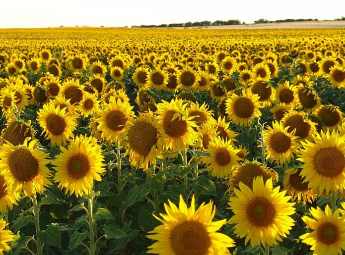 AGRICULTURA