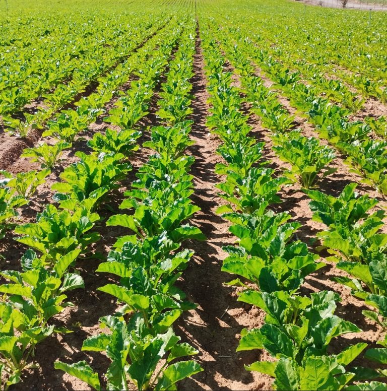 PRÁCTICAS RECOMENDADAS, PROHIBIDAS, OBLIGATORIAS EN PRODUCCIÓN INTEGRADA