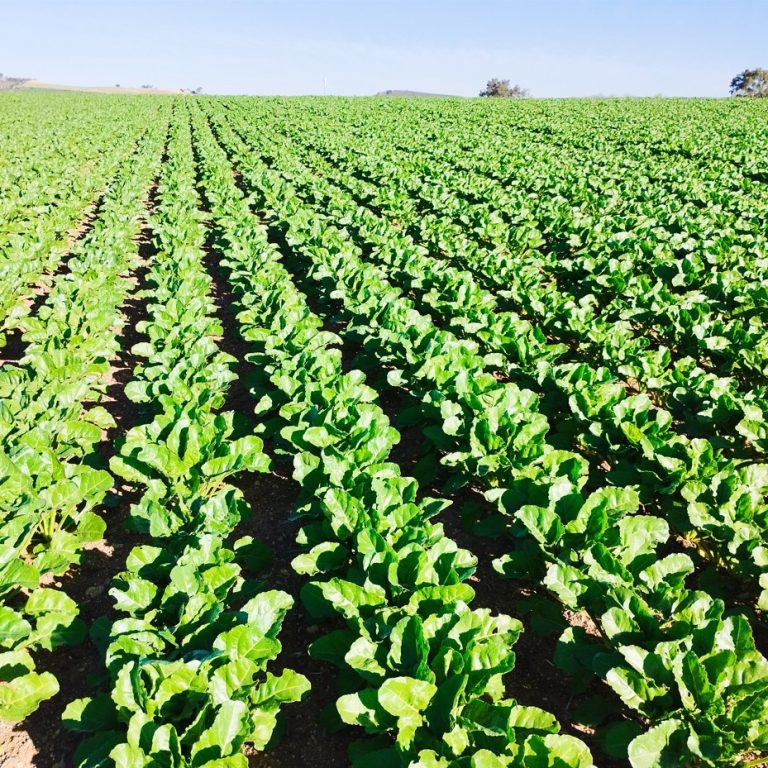 ESTADO FENOLÓGICO CULTIVO
