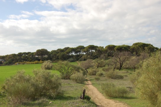 APROBACIÓN DEL PROCEDIMIENTO ADMINISTRATIVO DE DESAFECCIÓN PARCIAL DE LA VÍA PECUARIA “CAÑADA DEL PINO SOLETE” EN JEREZ DE LA FRONTERA
