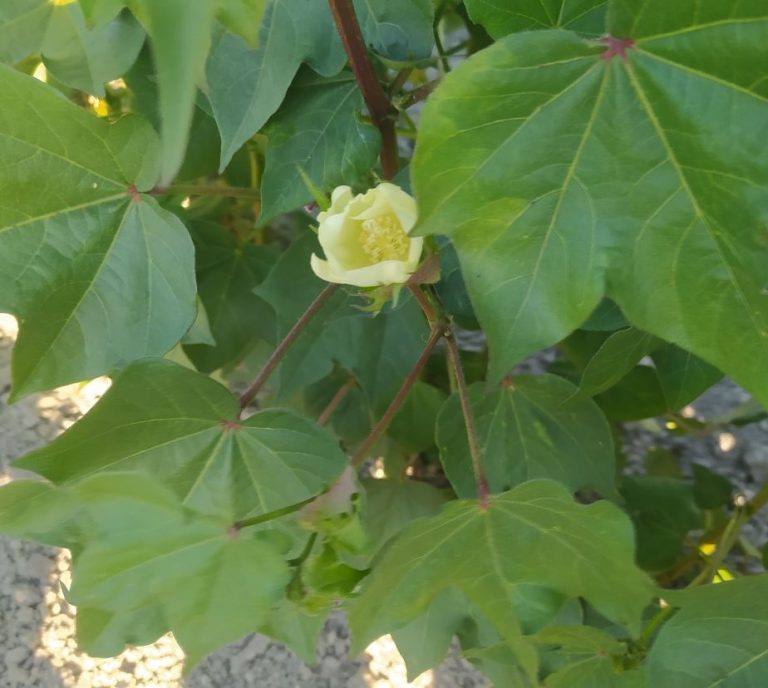 NUEVA MODIFICACIÓN EN LA NORMA ADICIONAL ANDALUZA PARA EL PAGO ESPECÍFICO AL CULTIVO DEL ALGODÓN
