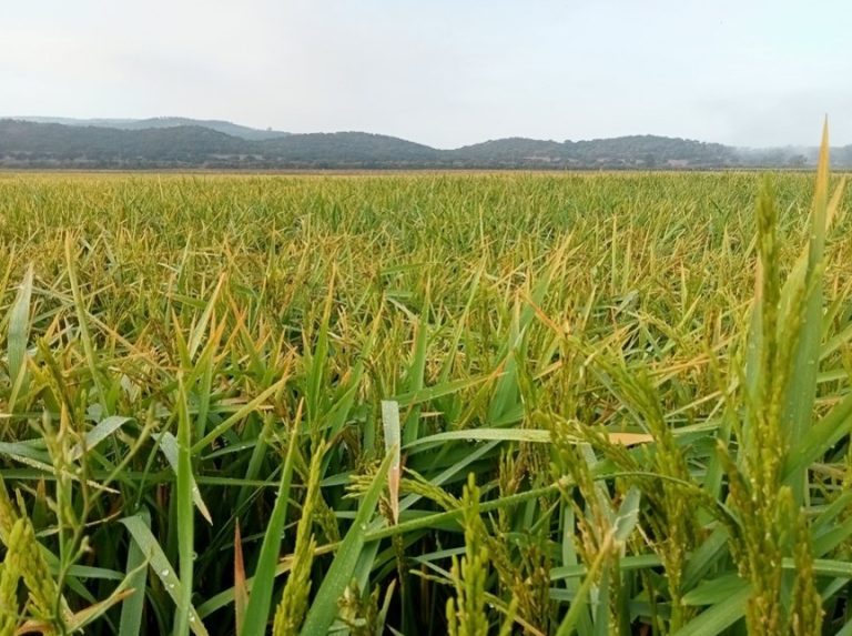 AGRICULTURA
