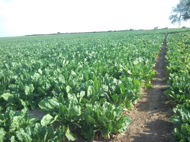 AUTORIZACIÓN EXCEPCIONAL DE PRODUCTOS FITOSANITARIOS PARA EL CONTROL DE CERCOSPORA BETICOLA EN REMOLACHA AZUCARERA