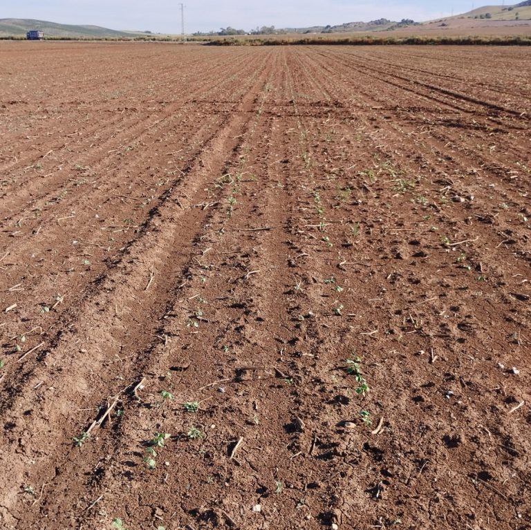 ESTADO FENOLÓGICO CULTIVO