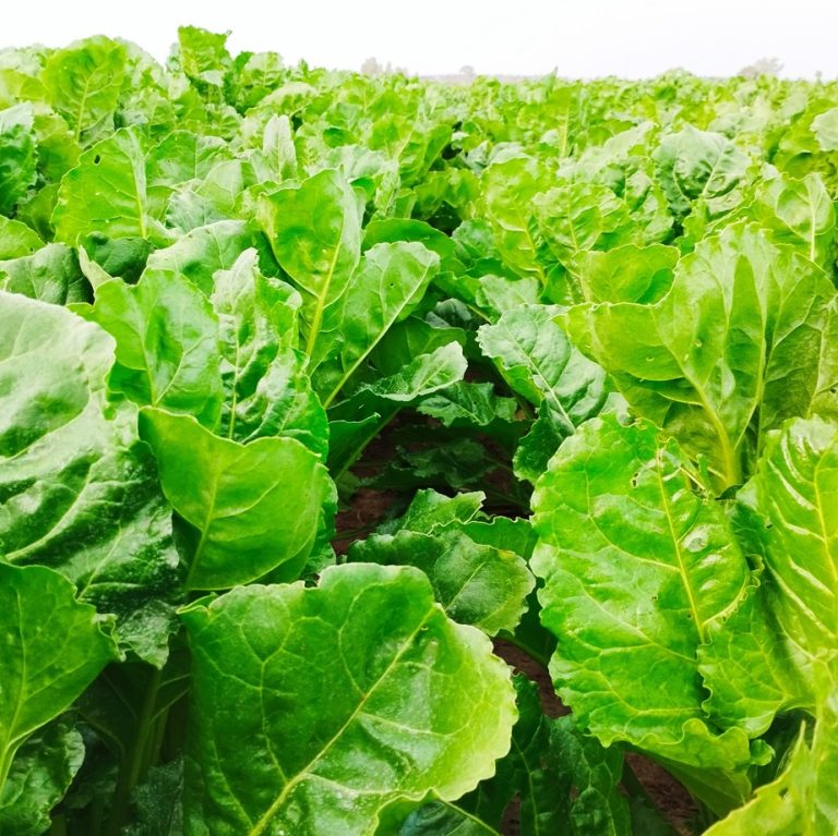 ESTADO FENOLÓGICO CULTIVO