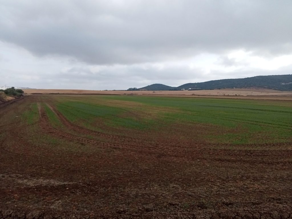Imagen ESTADO FENOLÓGICO DEL CULTIVO