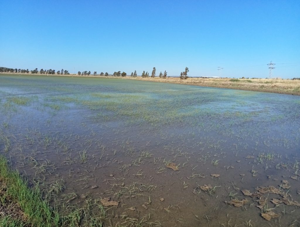 Imagen PRÁCTICAS RECOMENDADAS, PROHIBIDAS, OBLIGATORIAS EN PRODUCCIÓN INTEGRADA