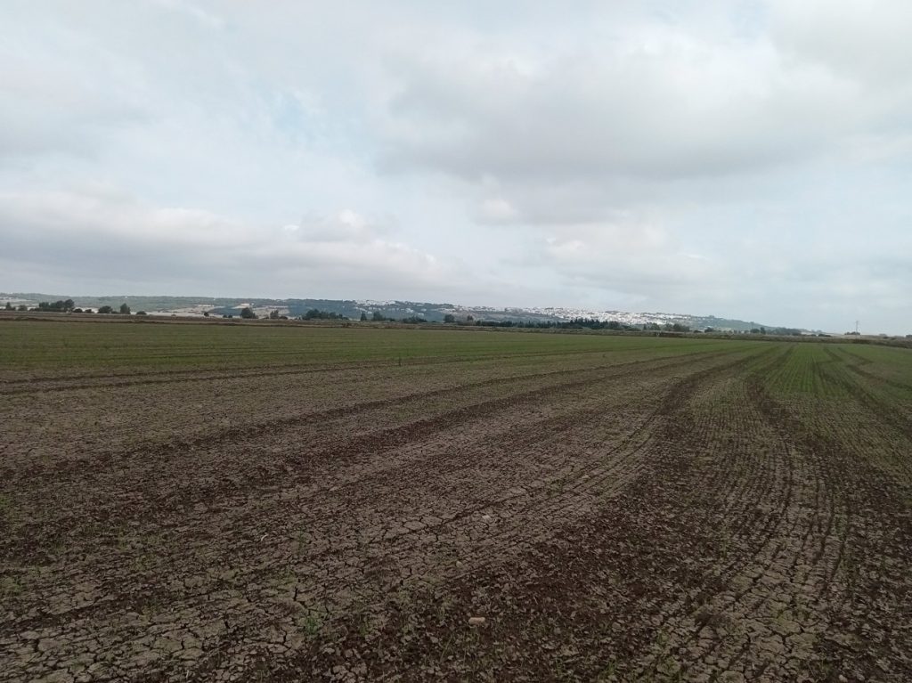 Imagen INCIDENCIAS: PLAGAS Y ENFERMEDADES