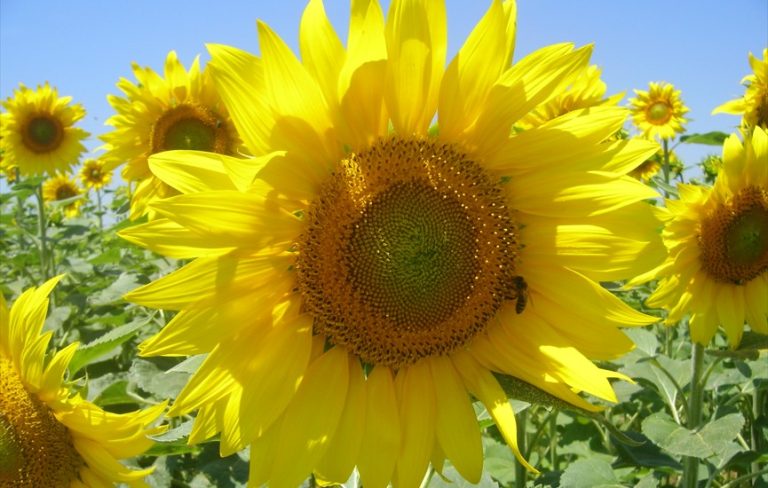 AGRICULTURA