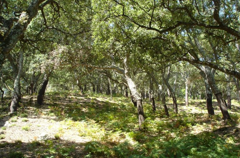 PUBLICACIÓN DEL PROGRAMA DE USO PÚBLICO DEL P. N. SIERRA DE GRAZALEMA