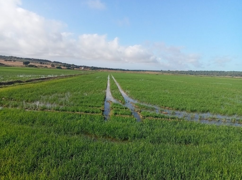 Imagen AYUDAS A LA SUSCRIPCIÓN DE SEGUROS AGRARIOS