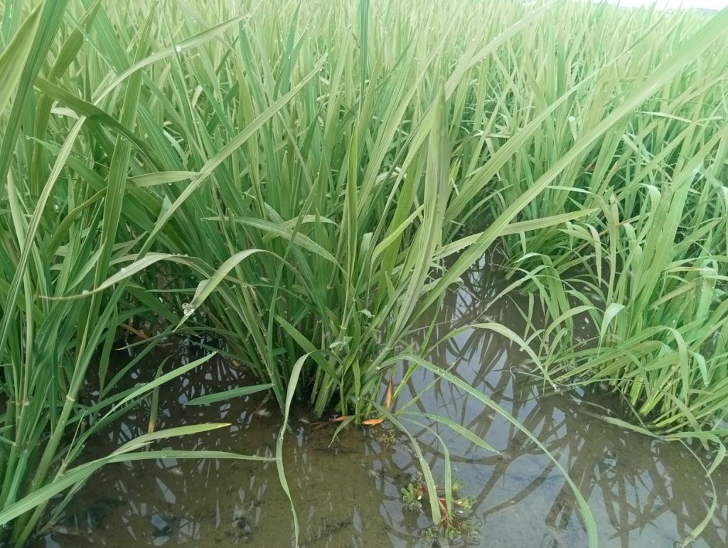 Imagen ESTADO FENOLÓGICO DEL CULTIVO