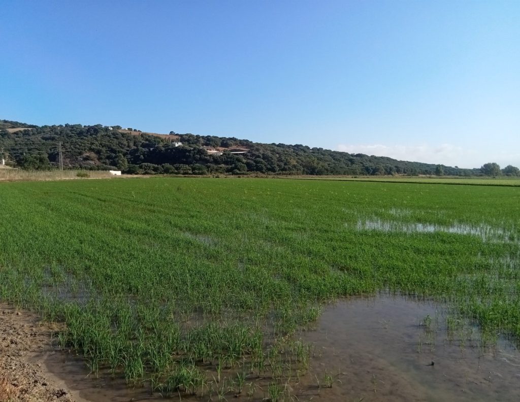 Imagen TRATAMIENTOS RECOMENDADOS