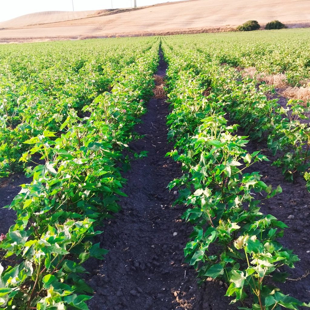 Imagen PRÁCTICAS RECOMENDADAS, PROHIBIDAS, OBLIGATORIAS EN PRODUCCIÓN INTEGRADA