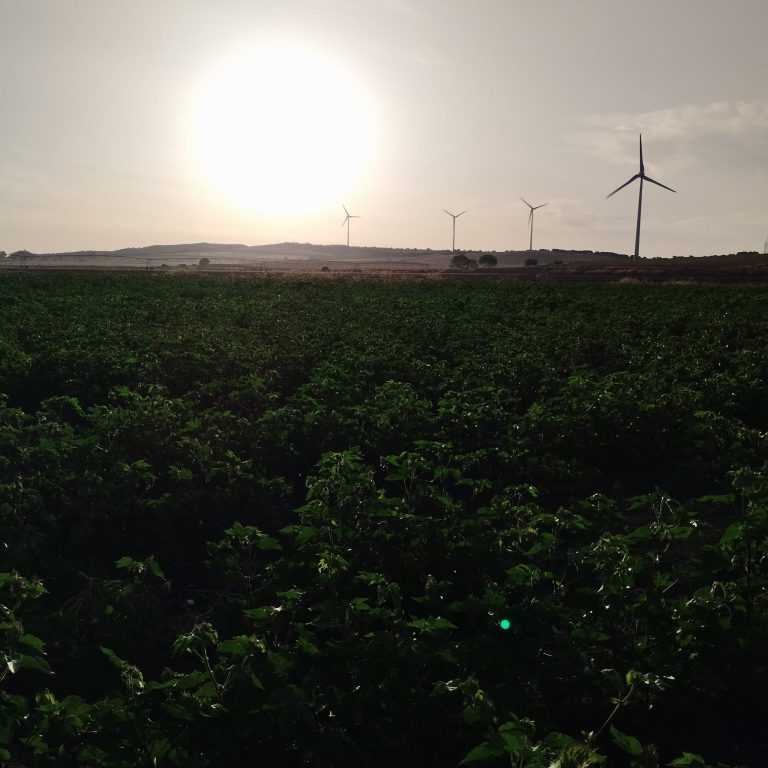 RESOLUCIÓN DE AUTORIZACIÓN EXCEPCIONAL PARA LA COMERCIALIZACIÓN Y USO DE PRODUCTOS FITOSANITARIOS FORMULADOS A BASE DE TIDIAZURON 50% [WP] P/P COMO DEFOLIANTE EN EL CULTIVO DEL ALGODÓN