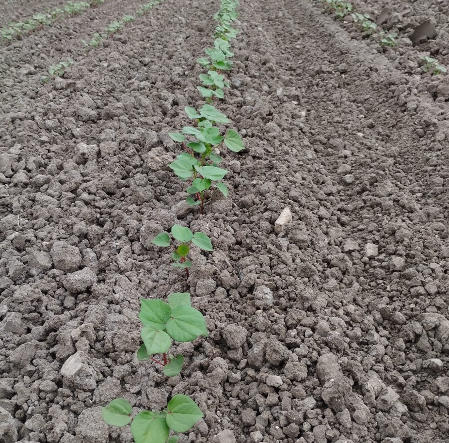 Imagen EXTRACTO DE LA ORDEN DE 31 DE MARZO DE 2026 POR LA QUE SE CONVOCAN LAS SUBVENCIONES ESTABLECIDAS EN EL ARTÍCULO 6 DEL REAL DECRETO-LEY 4/2022, DE 15 DE MARZO, POR EL QUE SE ADOPTAN MEDIDAS URGENTES DE APOYO AL SECTOR AGRARIO ANTE LA PÉRDIDA DE RENTABILIDAD Y POR CAUSA DE LA SEQUÍA. (LÍNEA ICO-MAPA-SAECA / BORRASCAS)