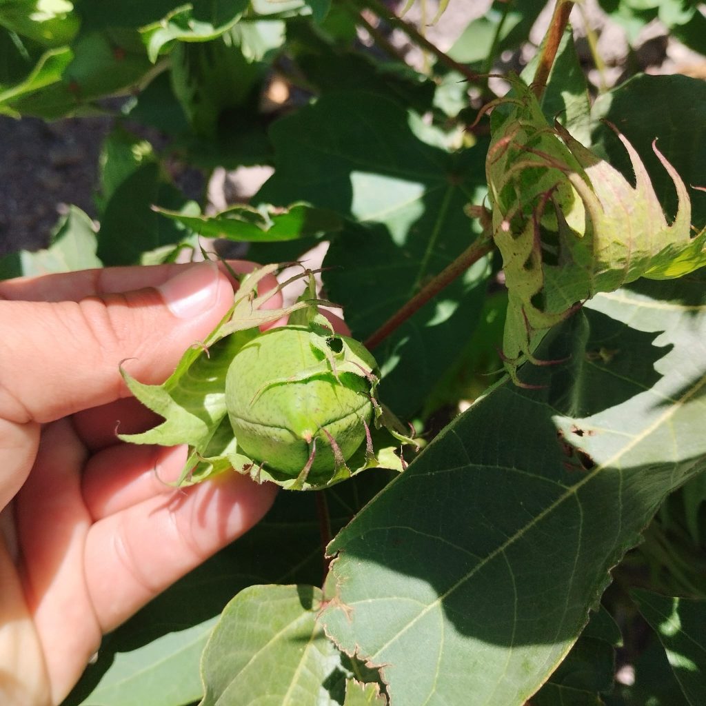 Imagen REPORTAJE FOTOGRÁFICO PARCELAS