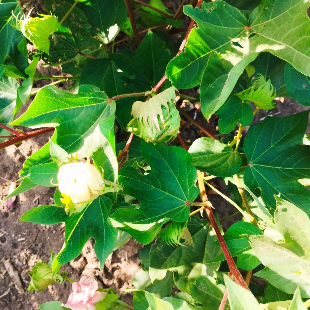 Imagen ESTADO FENOLÓGICO CULTIVO