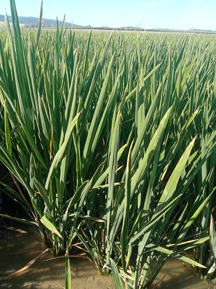 ESTADO FENOLÓGICO DEL CULTIVO