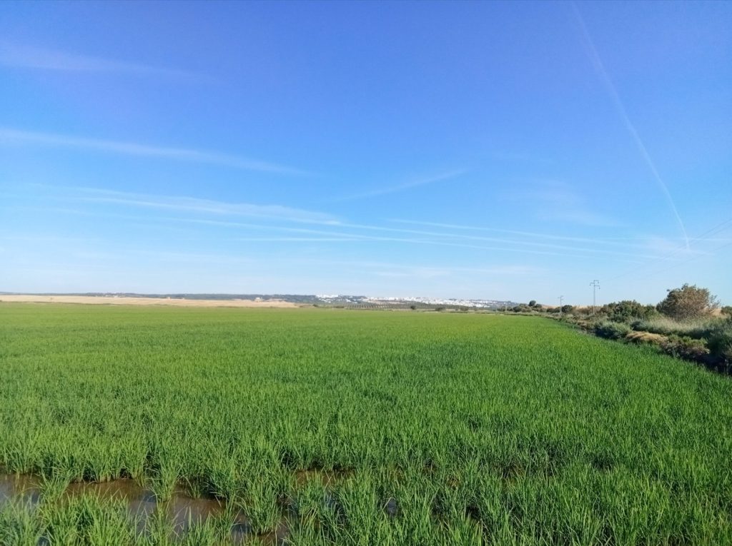 Imagen TRATAMIENTOS RECOMENDADOS