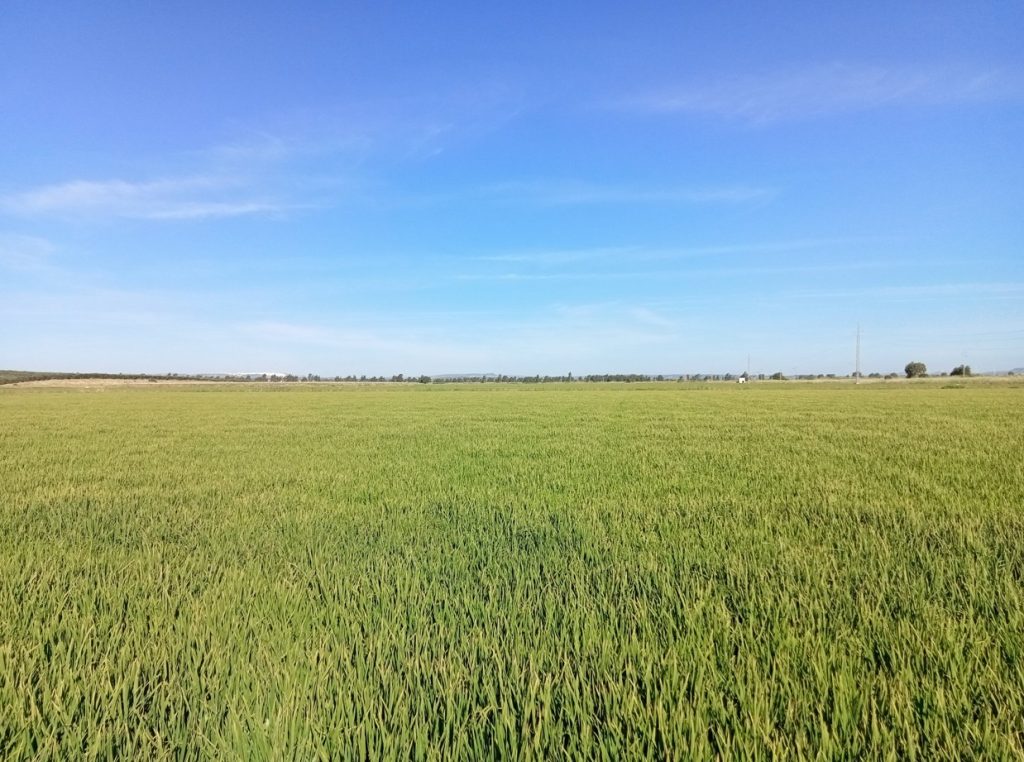 Imagen INCIDENCIAS: PLAGAS Y ENFERMEDADES