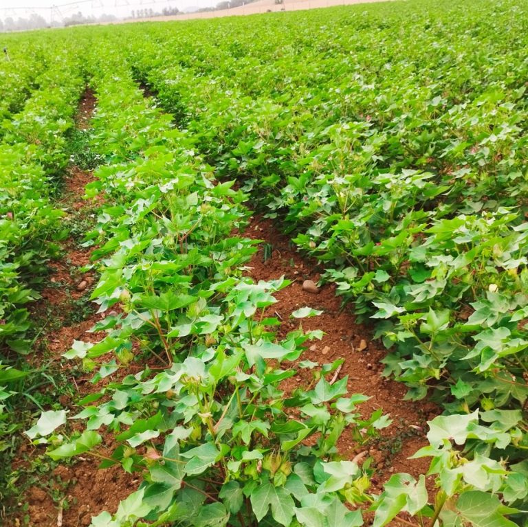 RESOLUCIÓN DE AUTORIZACIÓN EXCEPCIONAL PARA LA COMERCIALIZACIÓN Y USO DE PRODUCTOS FITOSANITARIOS FORMULADOS A BASE DE TIDIAZURON 50% [WP] P/P COMO DEFOLIANTE EN EL CULTIVO DEL ALGODÓN