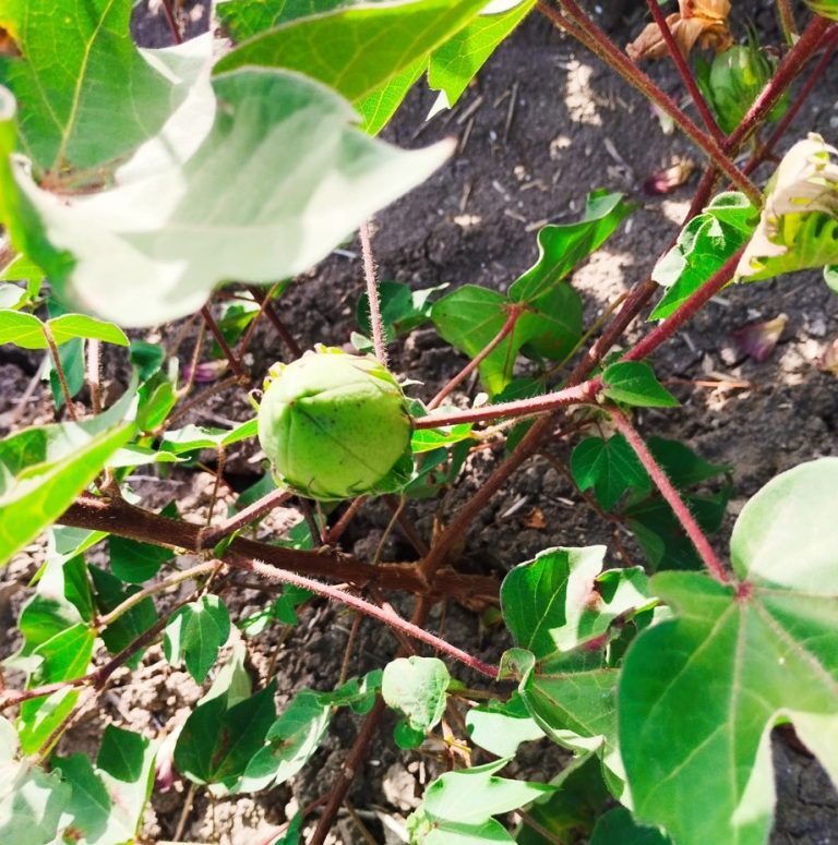 ESTADO FENOLÓGICO CULTIVO