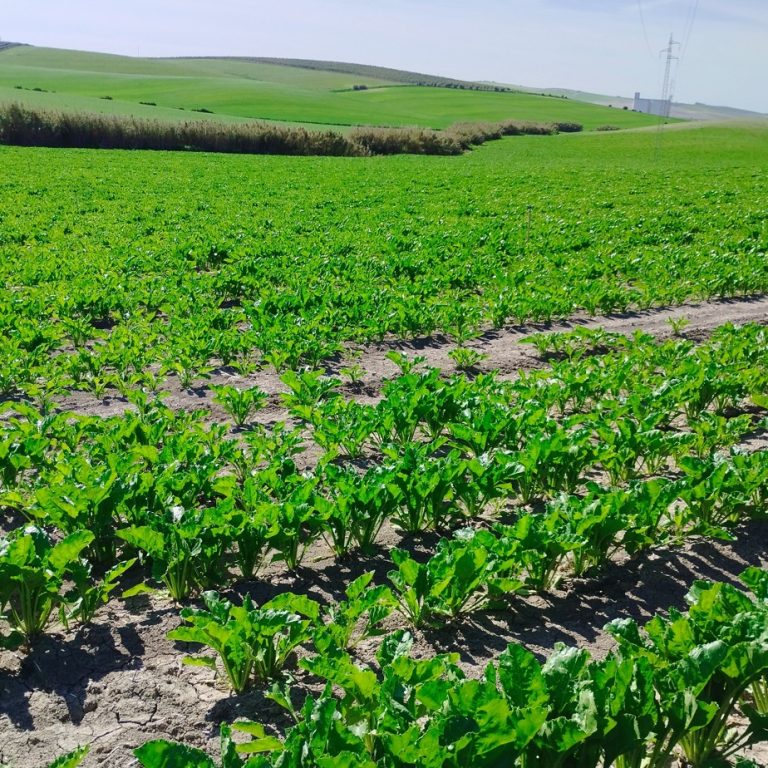 ESTADO FENOLÓGICO CULTIVO