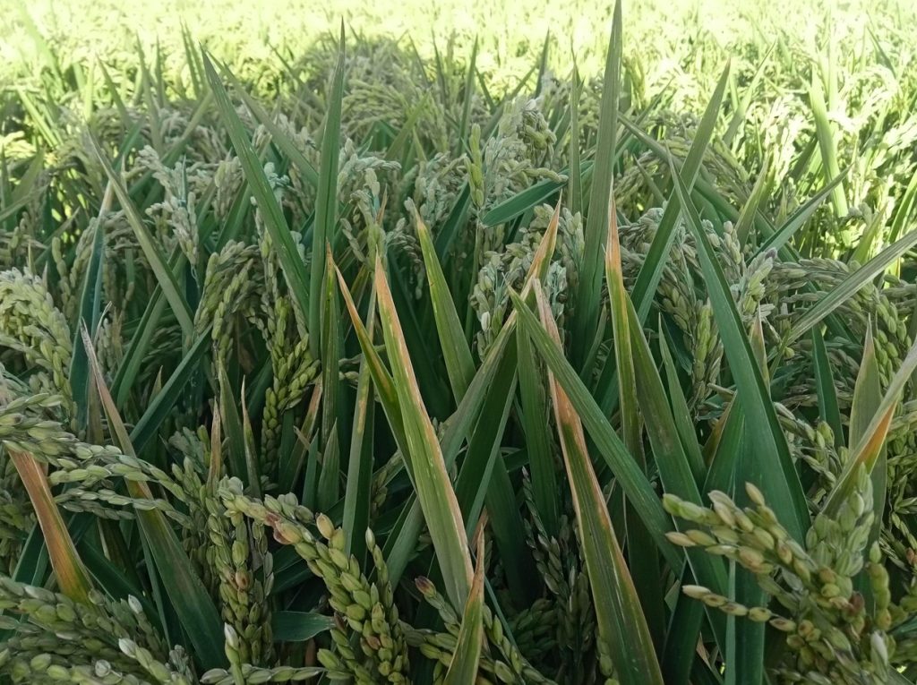 Imagen ESTADO FENOLÓGICO DEL CULTIVO