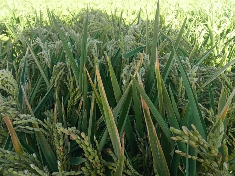 ESTADO FENOLÓGICO DEL CULTIVO
