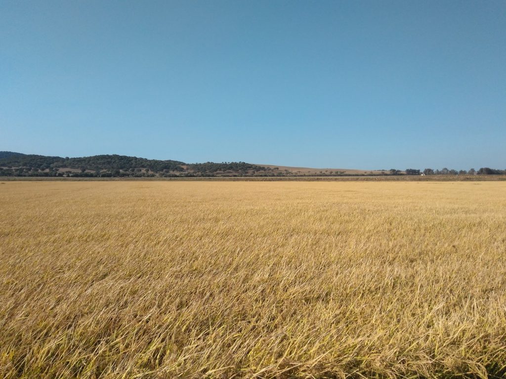 Imagen PRÁCTICAS RECOMENDADAS, PROHIBIDAS, OBLIGATORIAS EN PRODUCCIÓN INTEGRADA