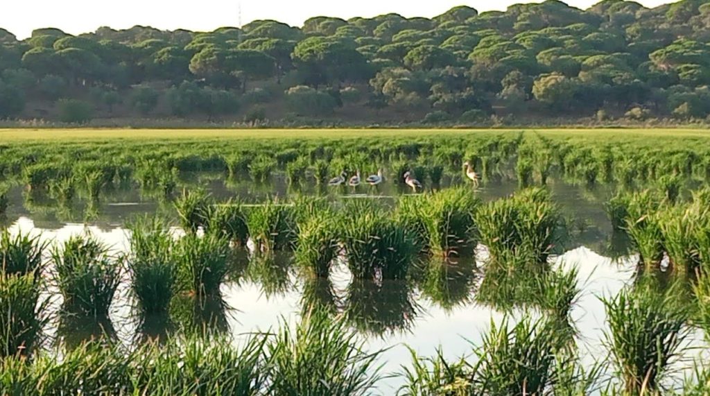 Imagen INCIDENCIAS: PLAGAS Y ENFERMEDADES