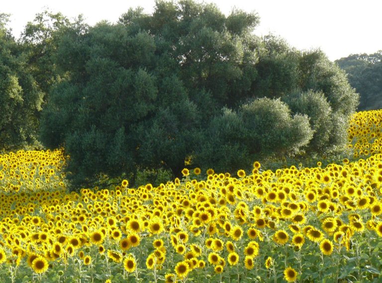 AGRICULTURA