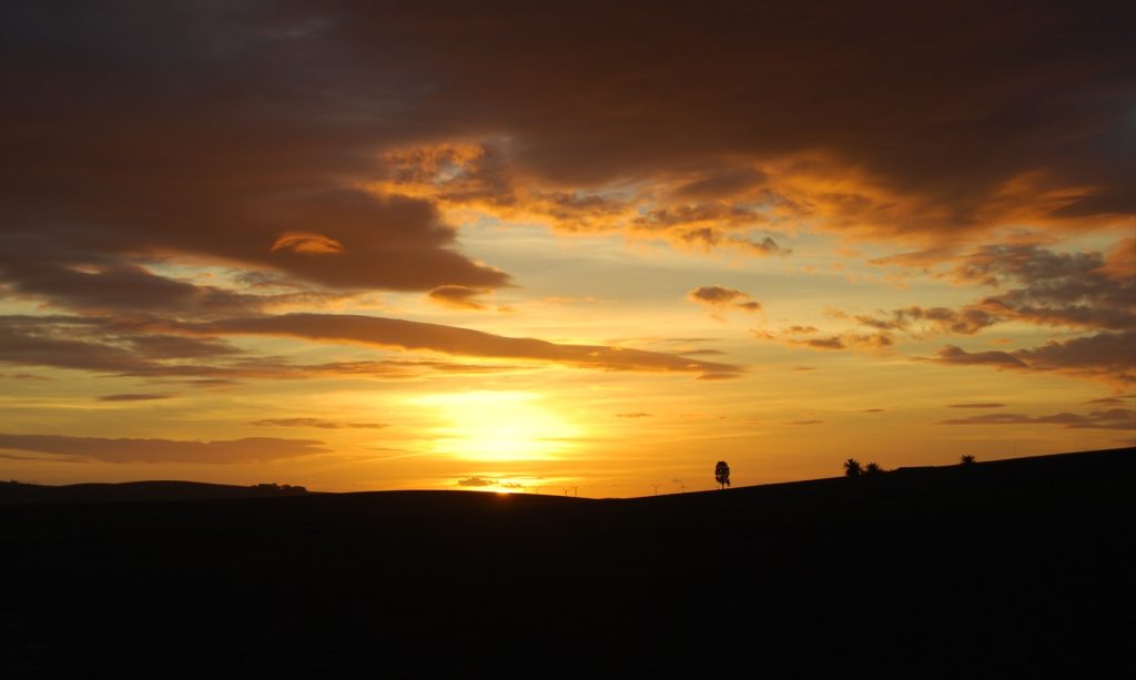 Imagen SE MANTIENE LA SUSPENSIÓN DE LA RECOGIDA NOCTURNA DE ACEITUNA EN OLIVARES SUPERINTENSIVOS DURANTE LA CAMPAÑA 2025-2026