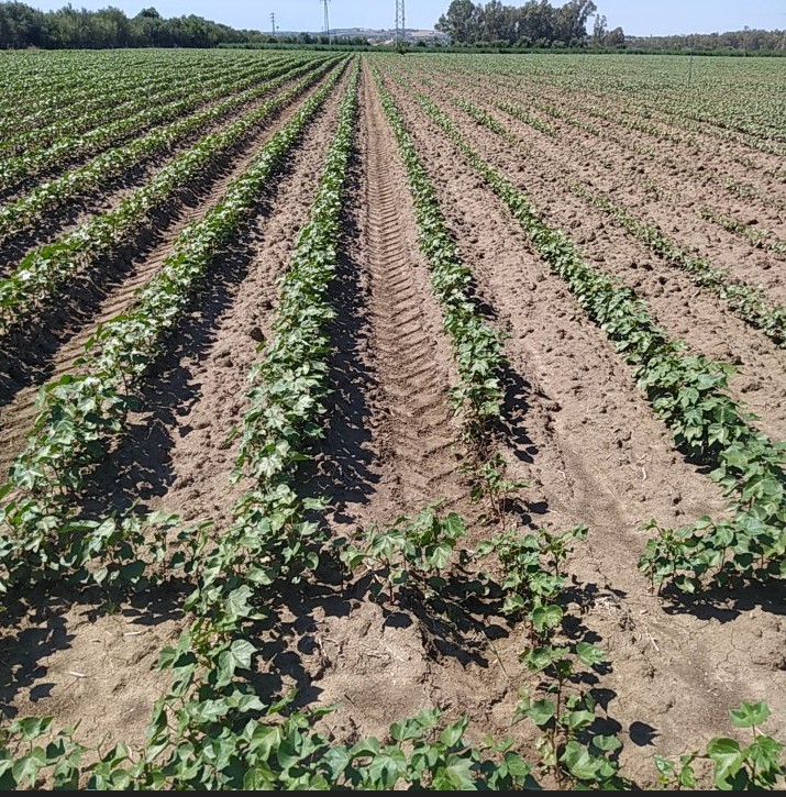 TRATAMIENTOS DURANTE LA CAMPAÑA