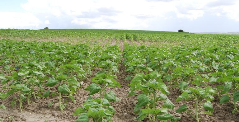 AGRICULTURA