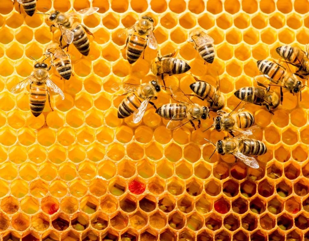 Imagen PUBLICADA LA NUEVA REGULACIÓN DE LOS APROVECHAMIENTOS APÍCOLAS EN LOS MONTES PÚBLICOS ANDALUCES