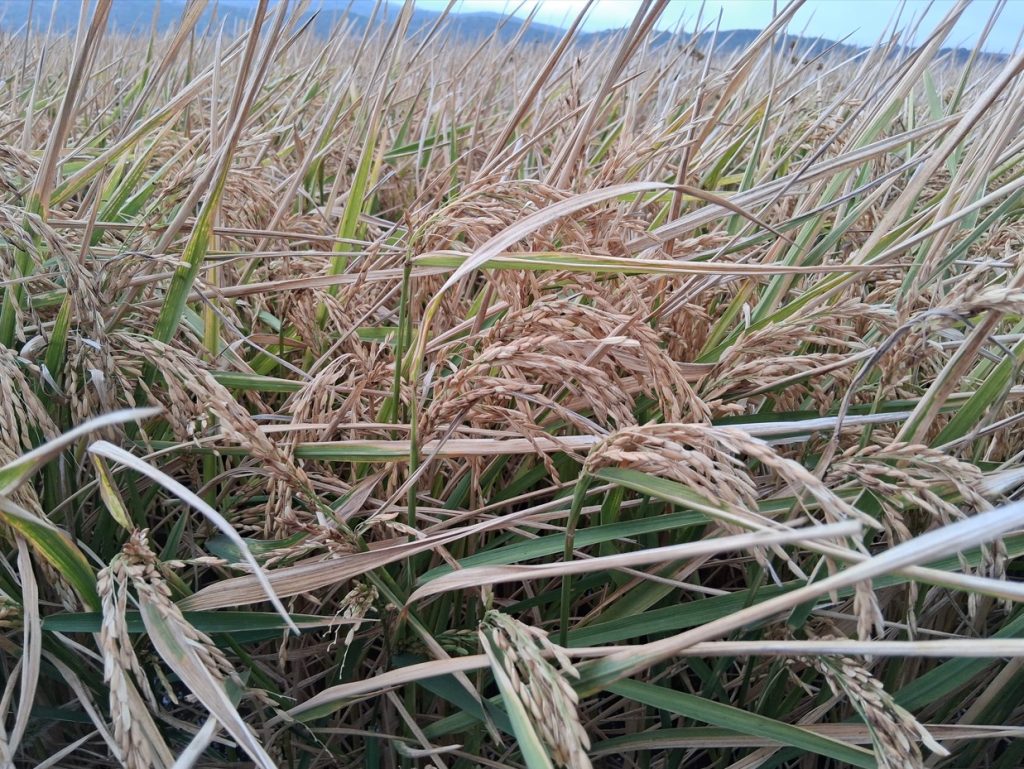 Imagen ESTADO FENOLÓGICO DEL CULTIVO