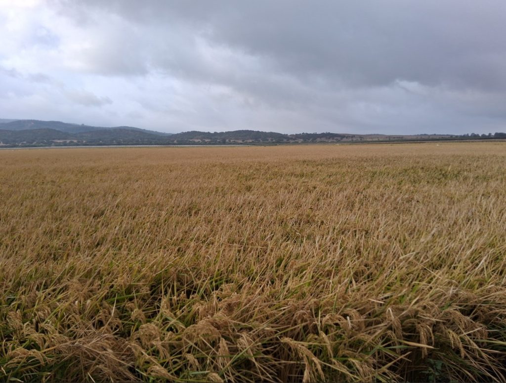 Imagen MATERIAS ACTIVAS Y AUTORIZACIONES EXCEPCIONALES