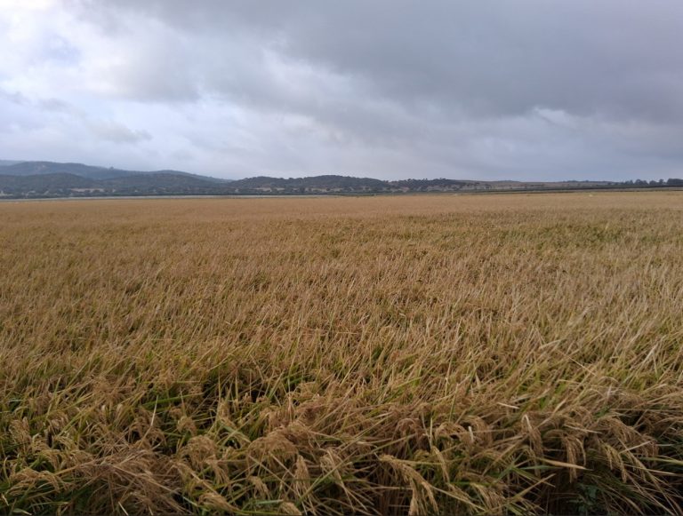 MATERIAS ACTIVAS Y AUTORIZACIONES EXCEPCIONALES